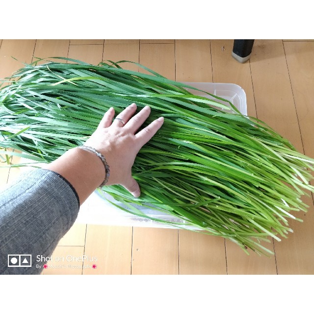 生牧草 [イタリアンライグラス]〈700g+サービス増量、送料込〉うさぎ、モル その他のペット用品(小動物)の商品写真