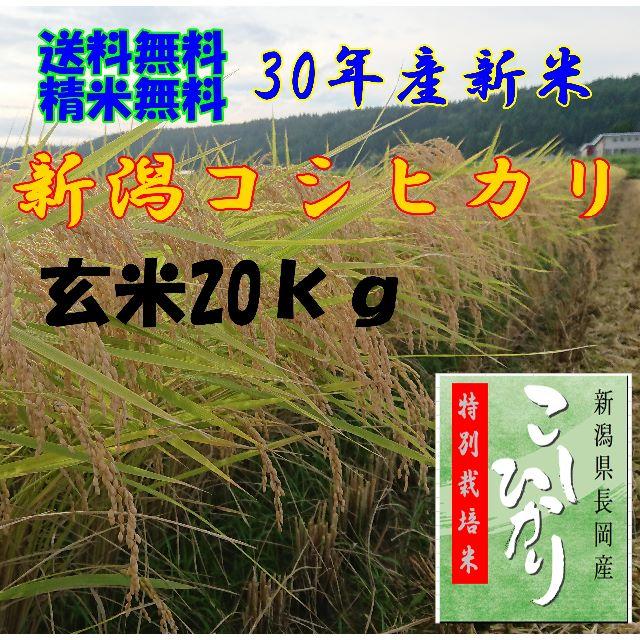 農家直送！新潟コシヒカリ玄米２０ｋｇ 食品/飲料/酒の食品(米/穀物)の商品写真