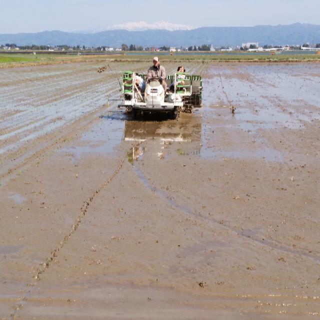 農家直送！新潟コシヒカリ玄米２０ｋｇ 食品/飲料/酒の食品(米/穀物)の商品写真