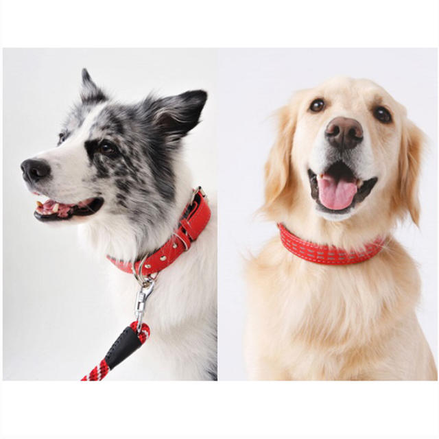 中型犬用首輪 新品 その他のペット用品(犬)の商品写真