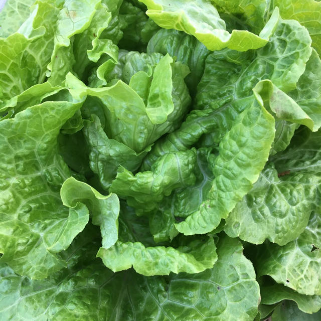 無農薬野菜 少量多品種 fickle beat  食品/飲料/酒の食品(野菜)の商品写真