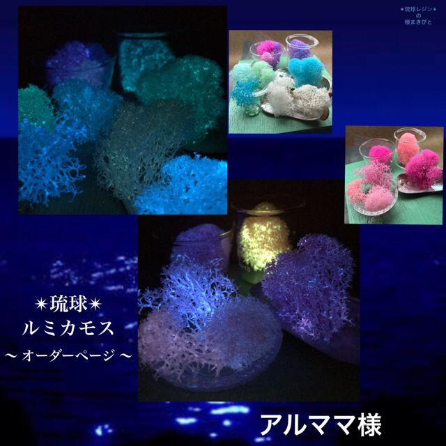 アルママ様専用✴︎琉球 ルミカモス ハーバリウム 蓄光 フィンランドモスフラワー/ガーデン