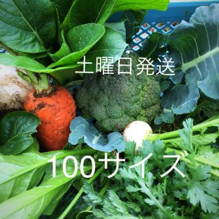 沼津からお届け♡旬の野菜たっぷり100サイズ(野菜)