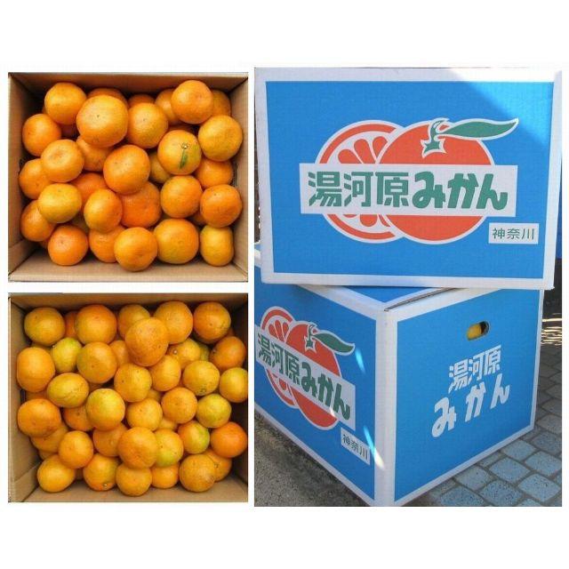 かなこ様専用☆追加分☆10㌔ みかん 🍊訳あり 湯河原みかん ご家庭用 不選別 食品/飲料/酒の食品(フルーツ)の商品写真