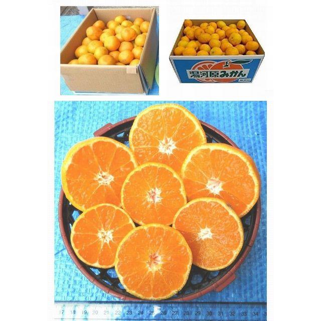 かなこ様専用☆追加分☆10㌔ みかん 🍊訳あり 湯河原みかん ご家庭用 不選別 食品/飲料/酒の食品(フルーツ)の商品写真