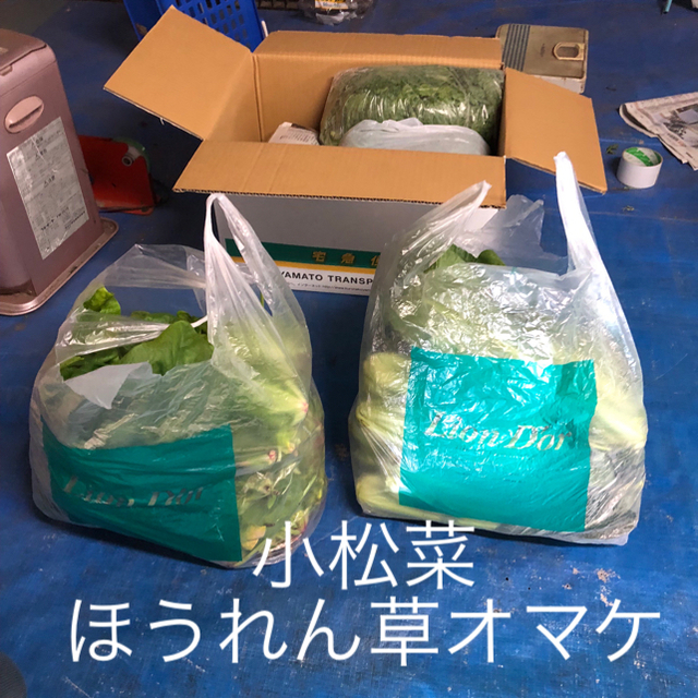 春菊の葉っぱ&茎に白菜オマケ 食品/飲料/酒の食品(野菜)の商品写真