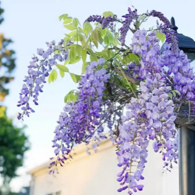 ふじのたね 藤の種 種 花 藤 ふじ フジ 植物 植木 苗木 タネ まとめ売りの通販 By のむっち S Shop ラクマ