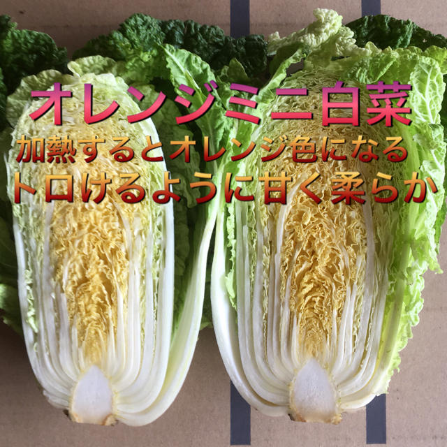 低農薬 野菜セット 60 食品/飲料/酒の食品(野菜)の商品写真