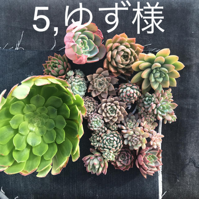 ロングセラー 5 ゆず様専用 多肉植物 安い購入 Www Globaldentalcentre Org ロングセラー 5 ゆず様専用 多肉植物 安い購入 Www Globaldentalcentre Org