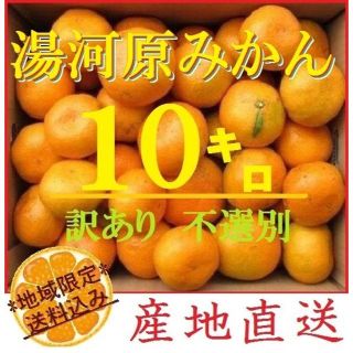 みかん 10㌔🍊訳あり 湯河原みかん ご家庭用 不選別 産地直送 蜜柑(フルーツ)