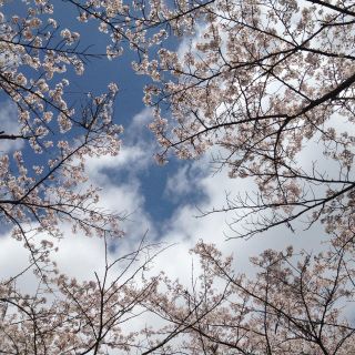 リップスター(LIPSTAR)のまいまい様専用(カジュアルパンツ)