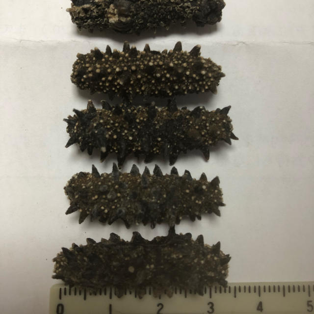乾燥ナマコ 干しなまこ 金子キンコ 海参 海鼠 3センチサイズ5本 食品/飲料/酒の加工食品(乾物)の商品写真
