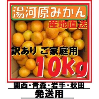 10㌔🍊訳ありみかん☆関西(近畿)･青森･岩手･秋田発送 湯河原みかんご家庭用(フルーツ)