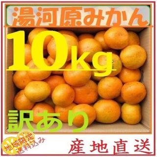 みかん 10kg🍊訳あり 湯河原みかん ご家庭用 不選別 産地直送 蜜柑(フルーツ)