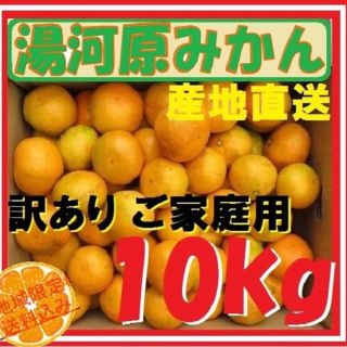 みかん 10kg🍊訳あり 湯河原みかん ご家庭用 不選別 産地直送 蜜柑(フルーツ)