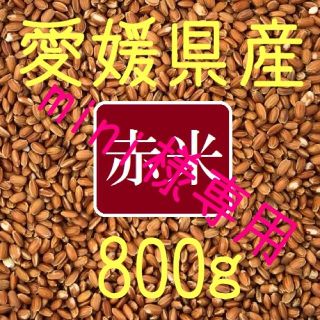 mini様専用  赤米・黒米（古代米）　愛媛県産　各800ｇ(米/穀物)