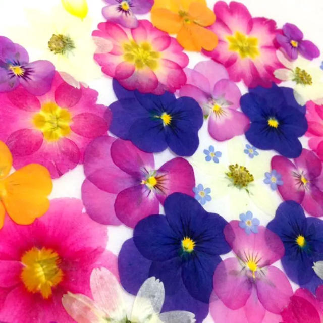 59 押し花セット♡即日発送✿ハンドメイド 素材 小花 ハンドメイドのフラワー/ガーデン(ドライフラワー)の商品写真