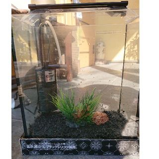 水槽セット 25センチ(アクアリウム)