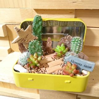 サボテン  寄せ植え  箱庭(その他)