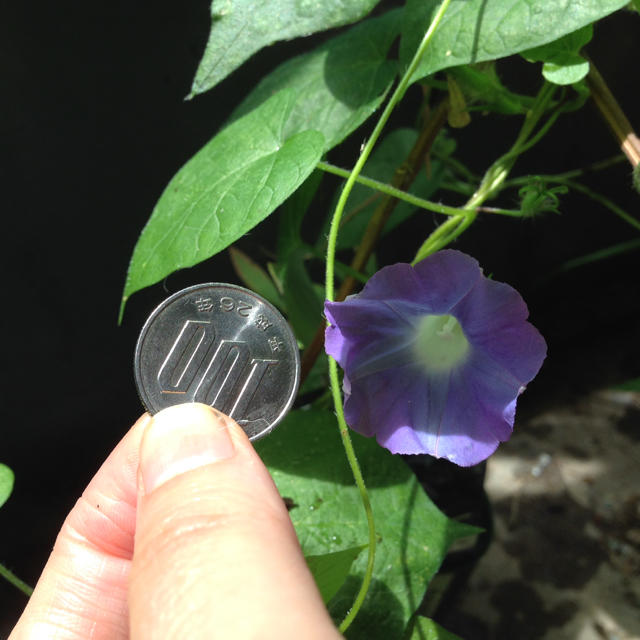 朝顔の種 変種 超小花 ベースは青色 ハート型の葉っぱ 全滅回避 植物 植木の通販 By モルスァ S Shop ラクマ