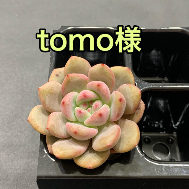 tomo様専用  多肉植物 ハンドメイドのフラワー/ガーデン(その他)の商品写真