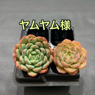 ヤムヤム様専用  多肉植物(その他)