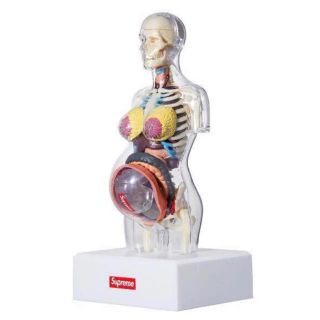 Supreme Transparent Torso Model 女