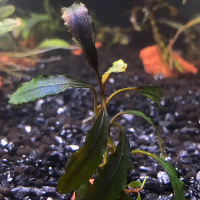 ブセファランドラsp Purple Mini【小型光沢丸葉】/02塊株|水槽 ブセファランドラsp Purple Mini【小型光沢丸葉】/02塊株|水槽