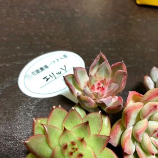 多肉植物 韓国苗 カット苗 お得セット♡の通販 by shop｜ラクマ