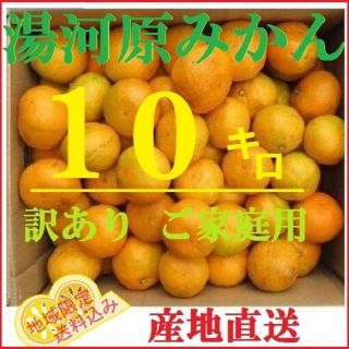 みかん 10㌔🍊訳あり 湯河原みかん ご家庭用 不選別 産地直送 蜜柑(フルーツ)