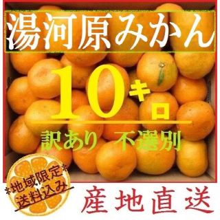 みかん 10㌔🍊訳あり 湯河原みかん ご家庭用 不選別 産地直送 蜜柑(フルーツ)