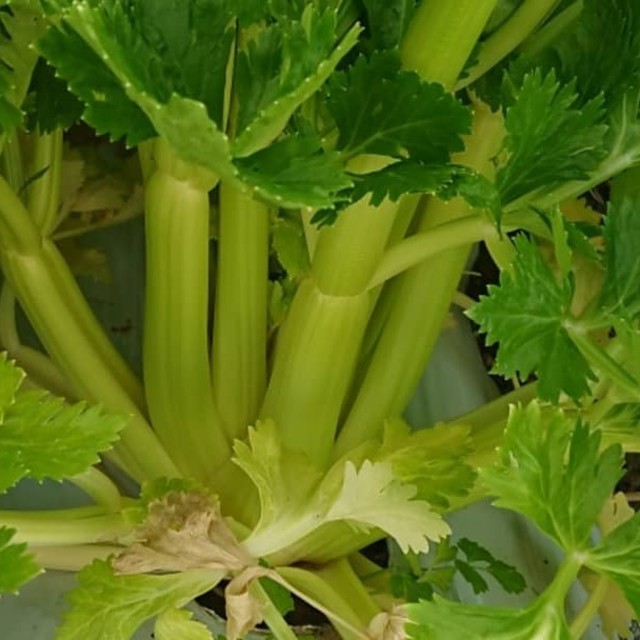 ポンカン様専用 食品/飲料/酒の食品(野菜)の商品写真