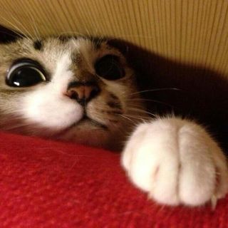コボ様 ご専用(その他)
