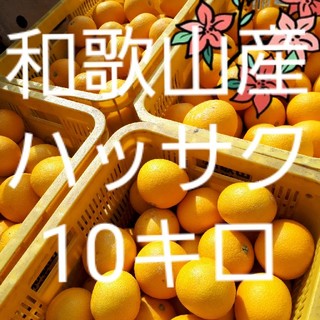 和歌山県産　減農薬　ハッサク(八朔)10㎏(フルーツ)