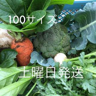 沼津からお届け♡旬の野菜たっぷり100サイズ(野菜)