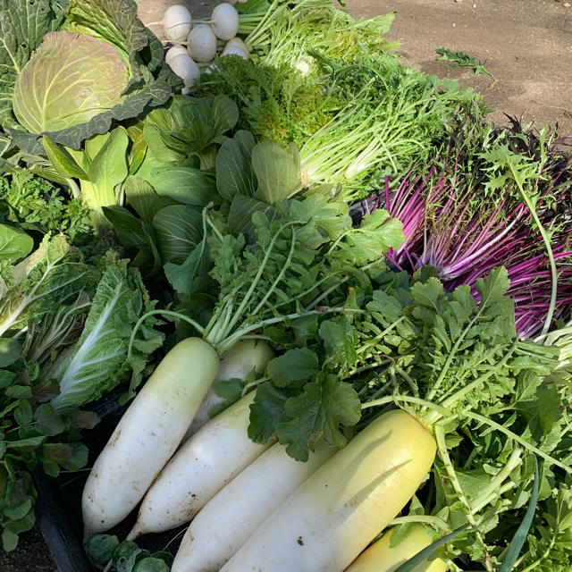 新鮮野菜詰め合わせ！京都無農薬 減農薬野菜。 食品/飲料/酒の食品(野菜)の商品写真