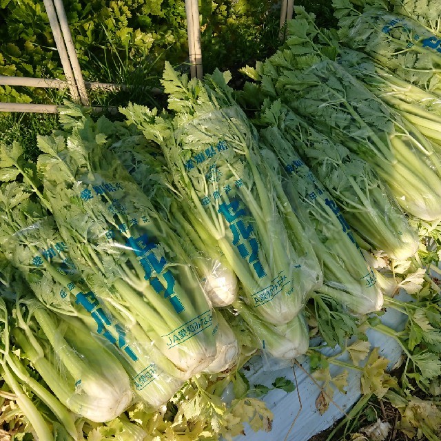 りさ様専用 食品/飲料/酒の食品(野菜)の商品写真