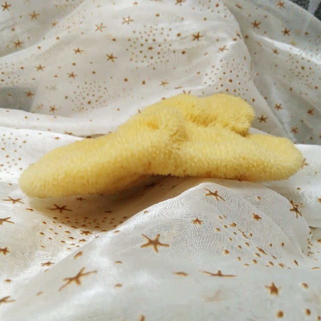 約14-15cm 天然海綿 シルク種 ギリシャ産 キメの細かいタイプ コスメ/美容のボディケア(その他)の商品写真
