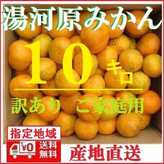 みかん 10㌔🍊訳あり 湯河原みかん ご家庭用 不選別 産地直送 蜜柑(フルーツ)