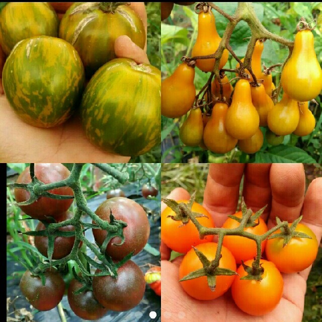 1月～5月蒔き　イタリア野菜の種子など。カラフルなトマトの種　4種類10粒ずつ 食品/飲料/酒の食品(野菜)の商品写真