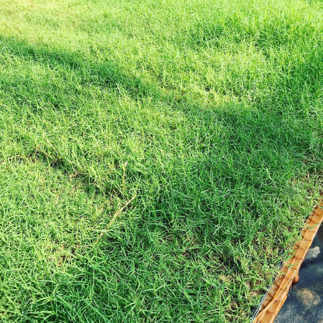 サヤハル様専用 芝生 ティフトン４１９芝苗 25苗(セルトレー２５穴×7トレー) ハンドメイドのフラワー/ガーデン(その他)の商品写真