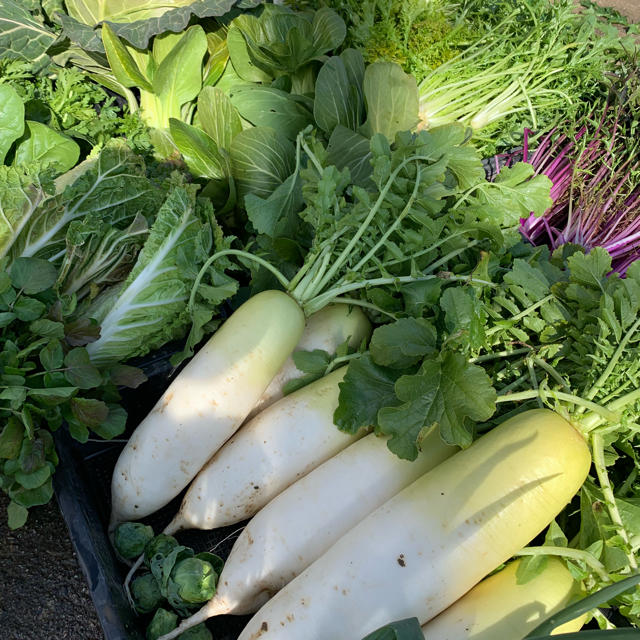 新鮮野菜詰め合わせ！１８日金曜日収穫とならます！京都よりお届け 食品/飲料/酒の食品(野菜)の商品写真