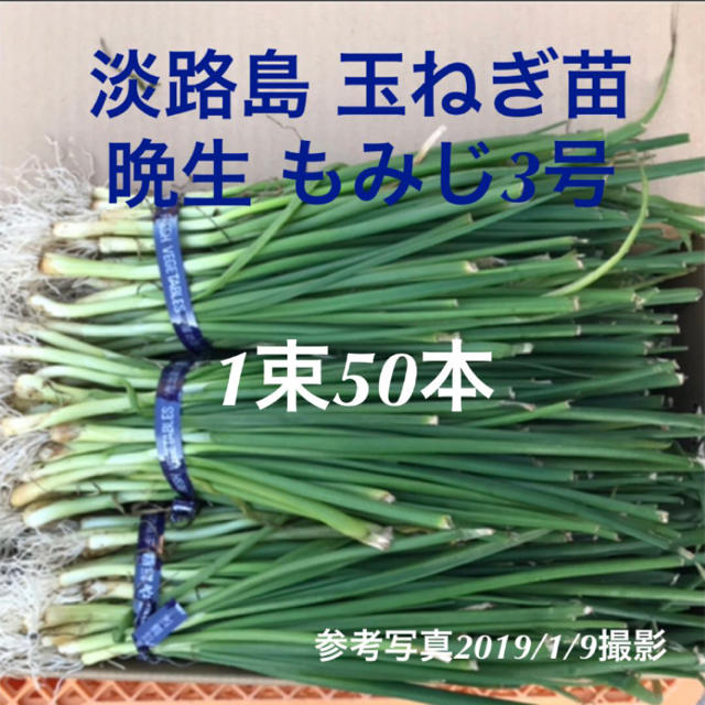 家庭菜園に(*^o^*) 淡路島 農家の玉ねぎ苗 50本(晩生もみじ3号 家庭菜園に(*^o^*) 淡路島 農家の玉ねぎ苗 50本(晩生もみじ3号