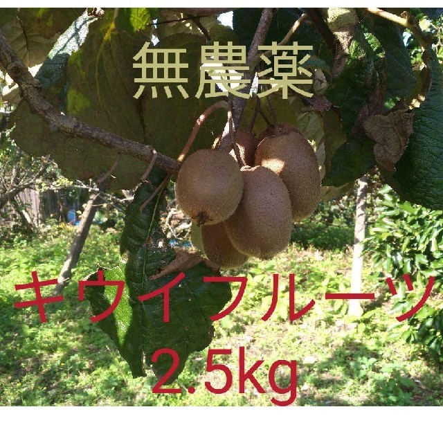 無農薬!　福岡県産　キウイフルーツ(ヘイワード) 約2.5kg 食品/飲料/酒の食品(フルーツ)の商品写真