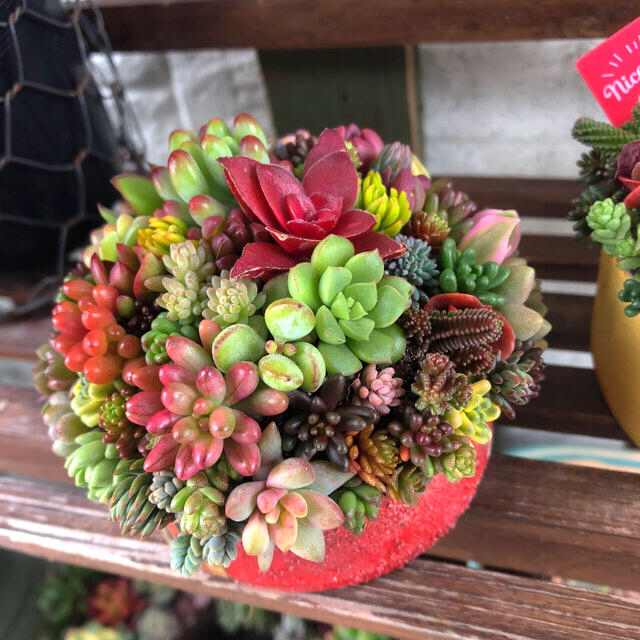 ★★カラフル❤️可愛い★寄せ植え★このまま飾れます★多肉植物