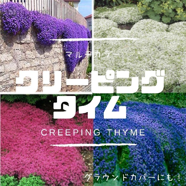 【クリーピングタイム】マルチカラー。グラウンドカバー、花壇の縁取に！種子20粒 ハンドメイドのフラワー/ガーデン(その他)の商品写真