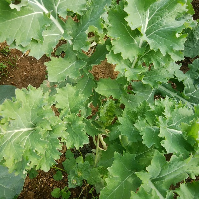 緑黄色野菜の王様ケ－ル　ど－んと1キロ！ 食品/飲料/酒の食品(野菜)の商品写真