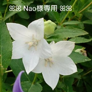 【Nao様専用】薔薇のスワッグセット(ドライフラワー)