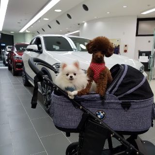 エアバギー(AIRBUGGY)のfred様専用　BMW&AIRBUGGY新品未使用箱入り(犬)