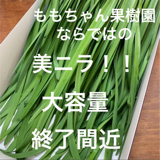 新鮮野菜 無農薬 ハウス栽培の冬ニラ 即購入可能！ラスト！！急いでください！ 食品/飲料/酒の食品(野菜)の商品写真